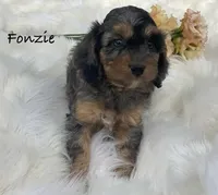 Fonzie mini, a male Cavalier King Charles Spaniel and Poodle - Miniature  for sale in Williamson, NY – Photo 3 of 7