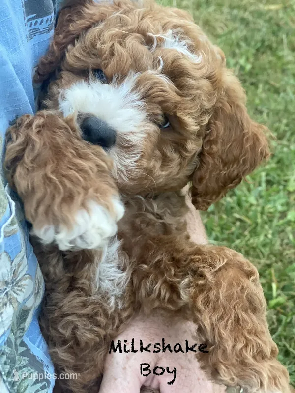 Milkshake  – Goldendoodle puppy for sale in Williamson, NY