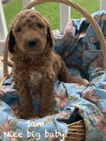 Sam, a male Goldendoodle for sale in Williamson, NY – 3 of 8