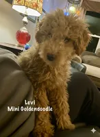 Levi mini, a male Goldendoodle and Poodle - Miniature  for sale in Williamson, NY – Photo 3 of 9