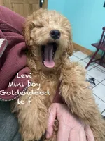 Levi mini, a male Goldendoodle and Poodle - Miniature  for sale in Williamson, NY – Photo 4 of 9