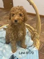Levi mini, a male Goldendoodle and Poodle - Miniature  for sale in Williamson, NY – Photo 5 of 9