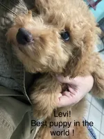 Levi mini, a male Goldendoodle and Poodle - Miniature  for sale in Williamson, NY – Photo 6 of 9