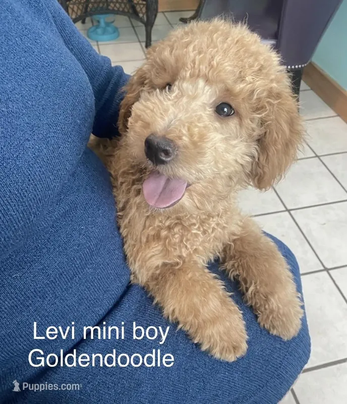 Levi mini – Goldendoodle, Poodle - Miniature  puppy for sale in Williamson, NY