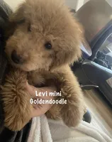Levi mini, a male Goldendoodle and Poodle - Miniature  for sale in Williamson, NY – Photo 1 of 9