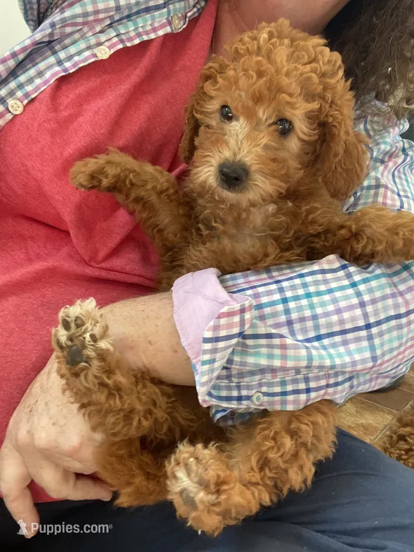 Bo-Peep can go home – Goldendoodle, Poodle - Miniature  puppy for sale in Williamson, NY
