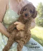 John , a male Cavapoo and Cavalier King Charles Spaniel for sale in Williamson, NY – 2 of 10
