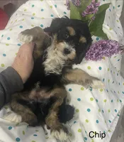 Chip, a male Cavapoo for sale in Williamson, NY – 3 of 8