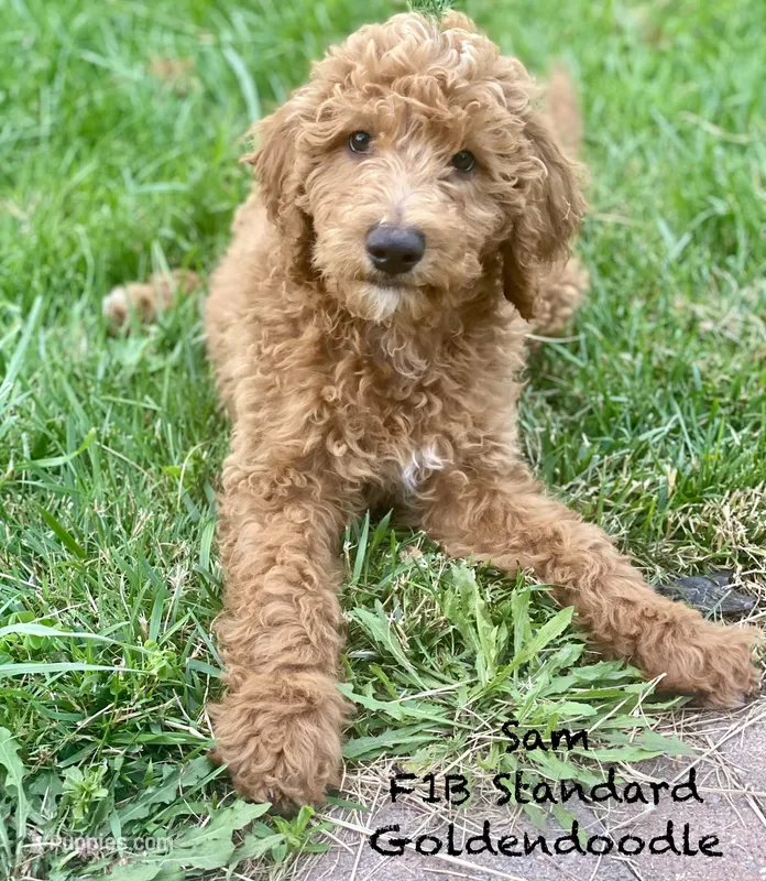 Sam – Goldendoodle puppy for sale in Williamson, NY