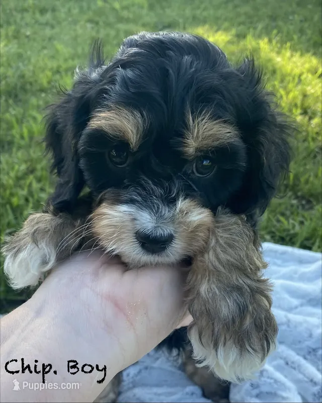 Chip – Cavapoo puppy for sale in Williamson, NY