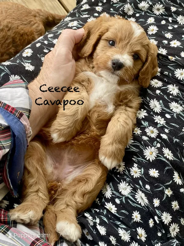Cee Cee f1bb – Cavapoo, Poodle - Miniature  puppy for sale in Williamson, NY