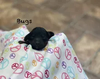 Bugs ! , a male Goldendoodle and Poodle - Miniature  for sale in Williamson, NY – 4 of 9
