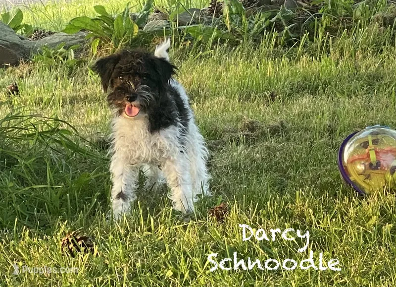 Darcy – Schnoodle puppy for sale in Williamson, NY