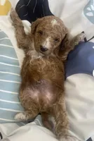 Storm , a male Goldendoodle for sale in Williamson, NY – 3 of 6