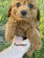 Tucker Mini , a male Miniature Goldendoodle for sale in Williamson, NY – 3 of 8