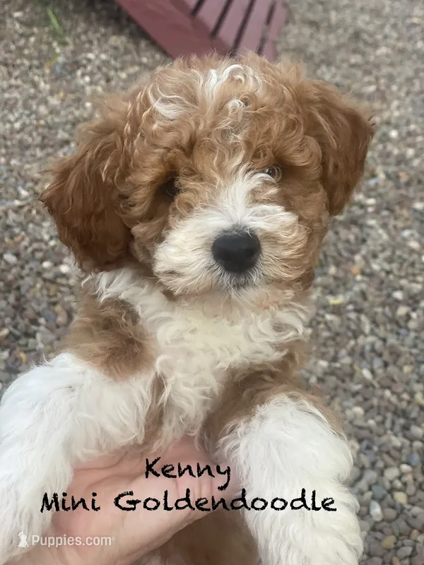 Kenny mini – Miniature Goldendoodle puppy for sale in Williamson, NY
