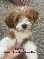 Kenny mini, a male Miniature Goldendoodle for sale in Williamson, NY – 1 of 8