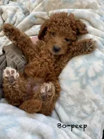 Bo-Peep can go home, a female Goldendoodle and Poodle - Miniature  for sale in Williamson, NY – 1 of 10