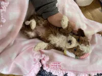 Joey mini , a male Cavapoo and Poodle - Miniature  for sale in Williamson, NY – Photo 2 of 8