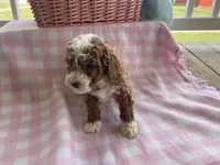 Joey mini , a male Cavapoo and Poodle - Miniature  for sale in Williamson, NY – Photo 8 of 10