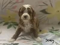 Joey mini , a male Cavapoo and Poodle - Miniature  for sale in Williamson, NY – Photo 3 of 8