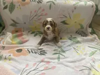 Joey mini , a male Cavapoo and Poodle - Miniature  for sale in Williamson, NY – Photo 6 of 8