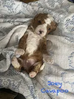 Joey mini , a male Cavapoo and Poodle - Miniature  for sale in Williamson, NY – Photo 7 of 8