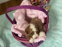 Joey mini , a male Cavapoo and Poodle - Miniature  for sale in Williamson, NY – Photo 8 of 8