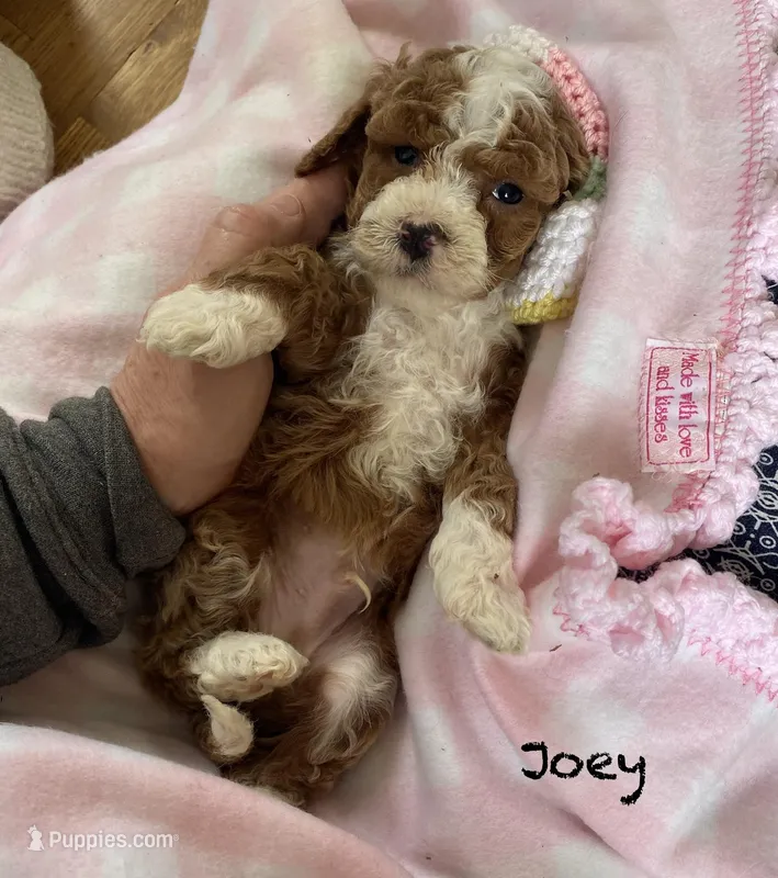 Joey mini  – Cavapoo, Poodle - Miniature  puppy for sale in Williamson, NY