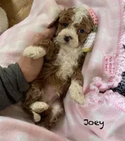 Joey mini , a male Cavapoo and Poodle - Miniature  for sale in Williamson, NY – Photo 1 of 8