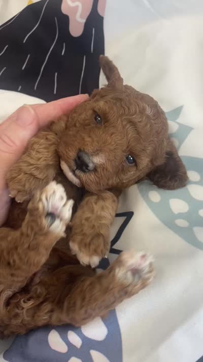 Breeze, a female Goldendoodle for sale in Williamson, NY – 7 of 7