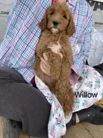 Willow , a female Goldendoodle for sale in Williamson, NY – 6 of 8