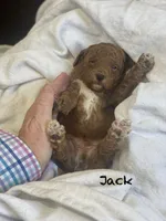 Jack ! F1BB, a male Poodle - Miniature  and Miniature Goldendoodle for sale in Williamson, NY – 2 of 8