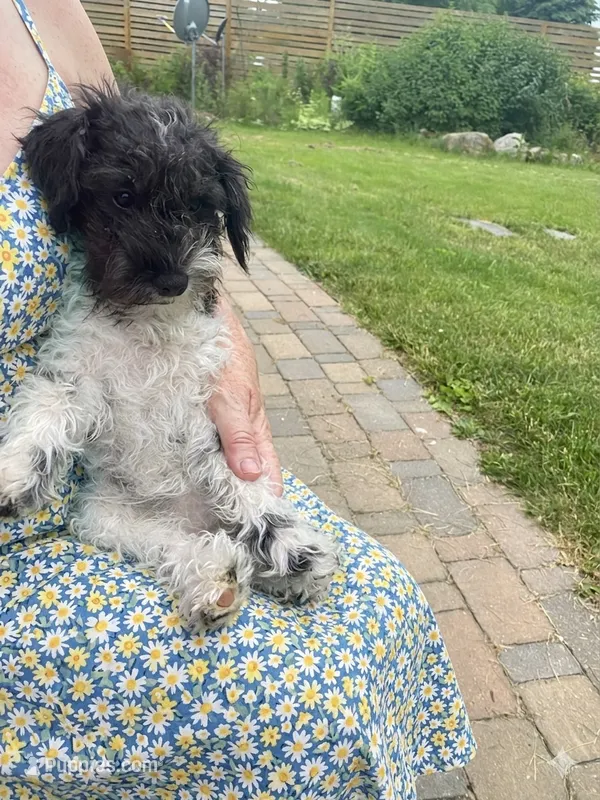 Darcy – Schnoodle puppy for sale in Williamson, NY