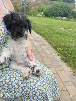 Darcy, a female Schnoodle for sale in Williamson, NY – 1 of 7