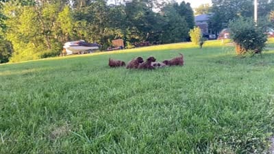 Yoko, a female Cavapoo and Cavalier King Charles Spaniel for sale in Williamson, NY – 7 of 7