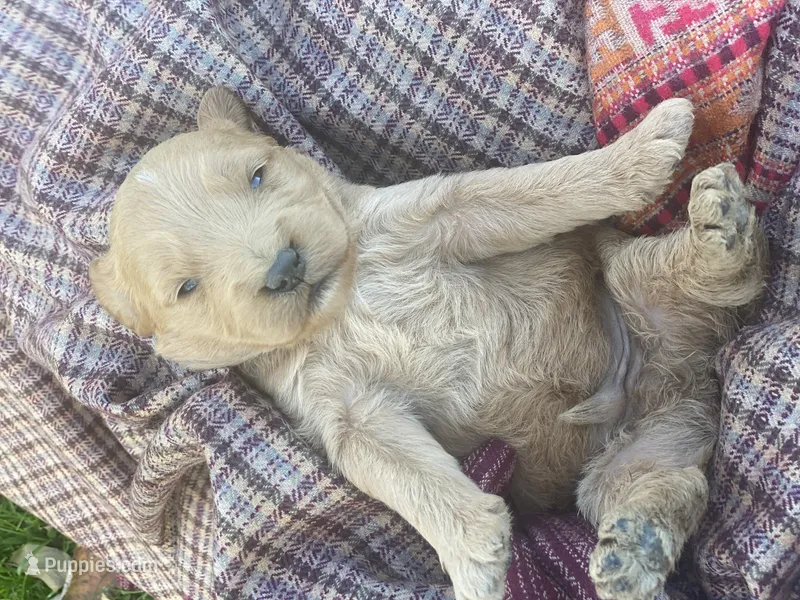 Sammy larger mini  – Goldendoodle, Golden Retriever puppy for sale in Williamson, NY