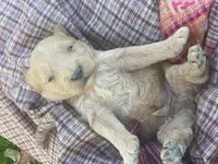 Sammy larger mini , a male Goldendoodle and Golden Retriever for sale in Williamson, NY – 1 of 7