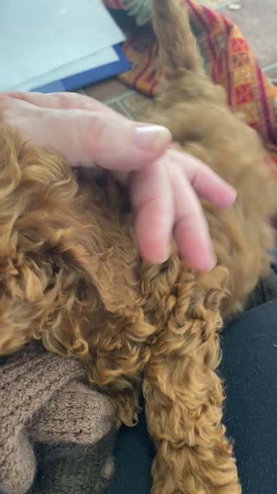 Wednesday f1BB, a female Poodle - Miniature  and Miniature Goldendoodle for sale in Williamson, NY – 9 of 9