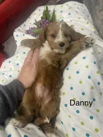 Danny, a male Cavapoo for sale in Williamson, NY – 3 of 4