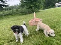 Darcy, a female Schnoodle for sale in Williamson, NY – 6 of 7