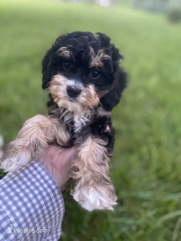 Chip – Cavapoo puppy for sale in Williamson, NY