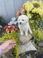 Mavis mini , a female Poodle - Miniature  and Miniature Goldendoodle for sale in Williamson, NY – 6 of 7