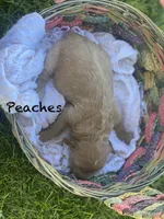 Peaches larger mini , a female Goldendoodle and Golden Retriever for sale in Williamson, NY – 4 of 7