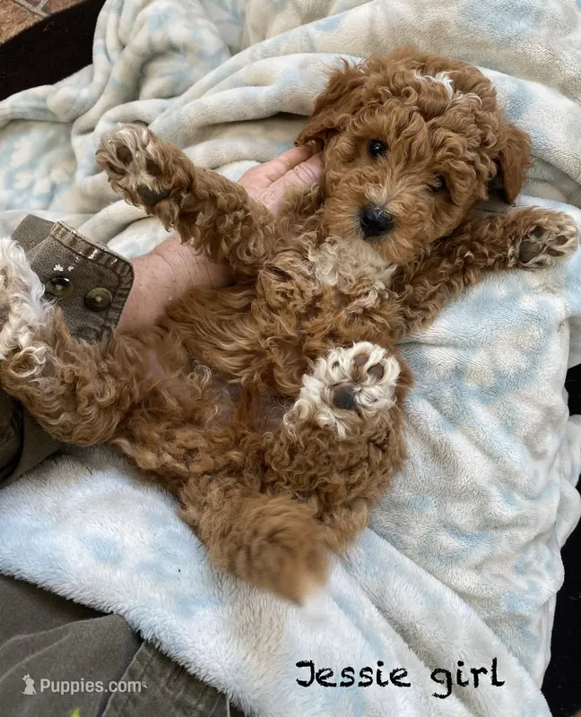 Jessie can go home now ! – Goldendoodle, Poodle - Miniature  puppy for sale in Williamson, NY