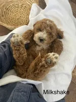 Milkshake , a male Goldendoodle for sale in Williamson, NY – 4 of 7