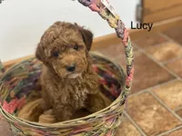 Lucy f1BB, a female Poodle - Miniature  and Miniature Goldendoodle for sale in Williamson, NY – 3 of 10