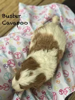 Buster , a male Cavapoo and Poodle - Miniature  for sale in Williamson, NY – 2 of 8