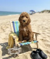 Sam, a male Goldendoodle for sale in Williamson, NY – 1 of 8