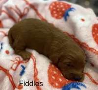 Fiddles mini , a female Miniature Goldendoodle for sale in Williamson, NY – 6 of 8